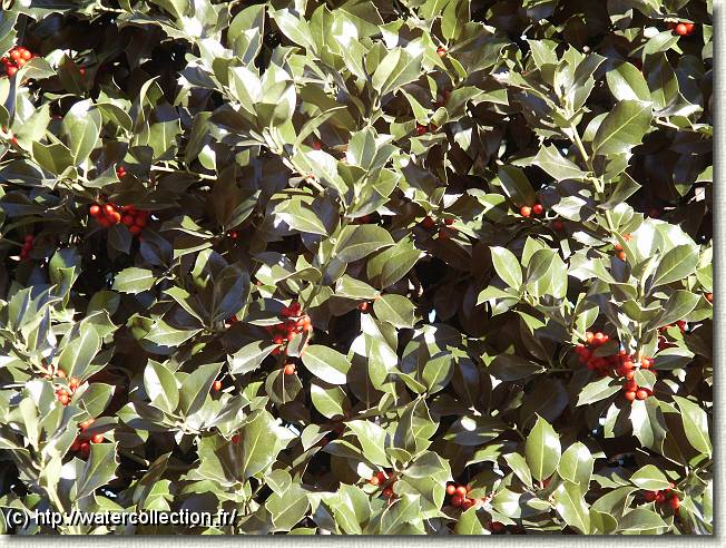 Diapositive suivante